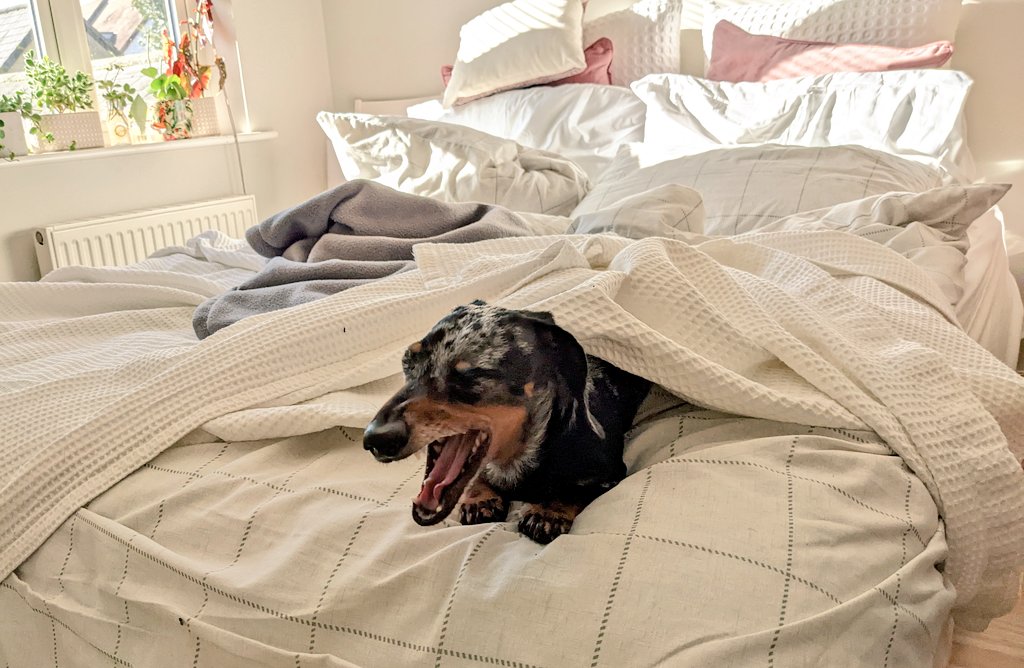 Moved the cushions, battered the pillows, burrowed under the bedspread. I hereby declare this bed MADE 👊