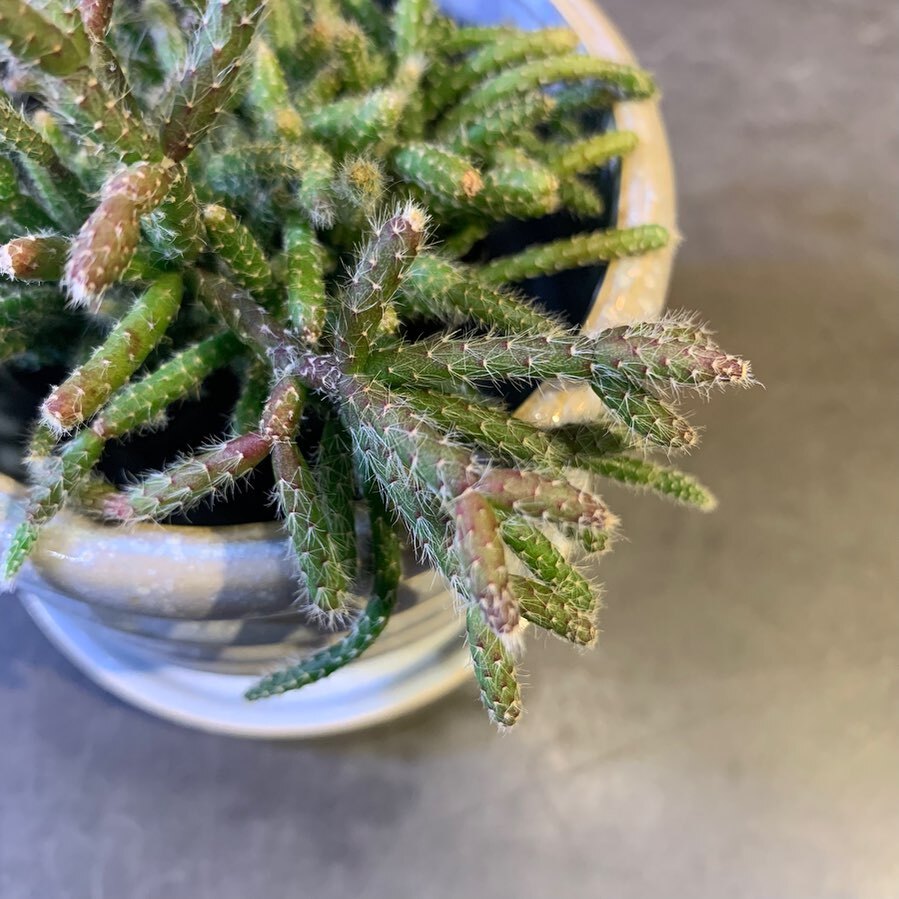 TP_K's tweet photo. リプサリス ピロカルパ　¥1,210（税込）

#targetplants 
#indoorplants 
#rhipsalis
#rhipsalispilocarpa
#リプサリス
#リプサリスピロカルパ
#観葉植物
#南森町 
#植物のある暮らし https://t.co/cujqvXgVpk https://t.co/kC2OxthFEz