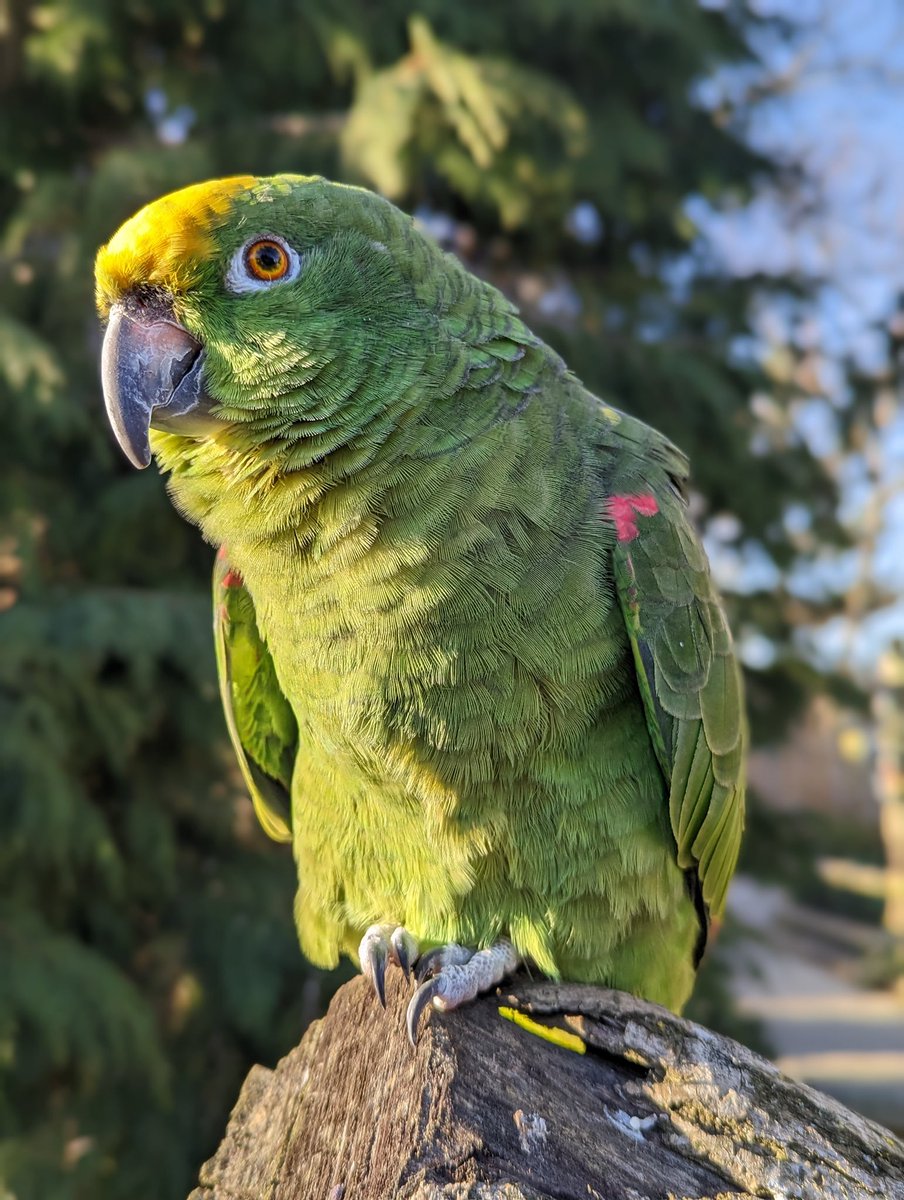 Phew! We’ve had a busy week so far and our parrots have loved meeting all the visitors! 🦜
Don’t forget @GroupTogetherLt are with us all week with a bouncy castle too 🤩 
Book tickets: lincswildlife.com/February-half-… 
#february #HalfTerm #Lincolnshire #lincswildlifepark @visitlincoln