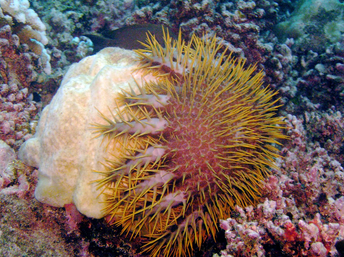 🔴6 months #postdoc grant 📣 #LabExCORAIL #NowHiring to work on book chapter &amp; paper #COTS #Taramea New biologically based technological development in #COTS management <a href="/criobe_pf/">criobe_pf</a> starting ASAP Collaborators: @r_beldade Maria Byrne Mehdi Adjeroud Pascal Dumas👉contact me or RT