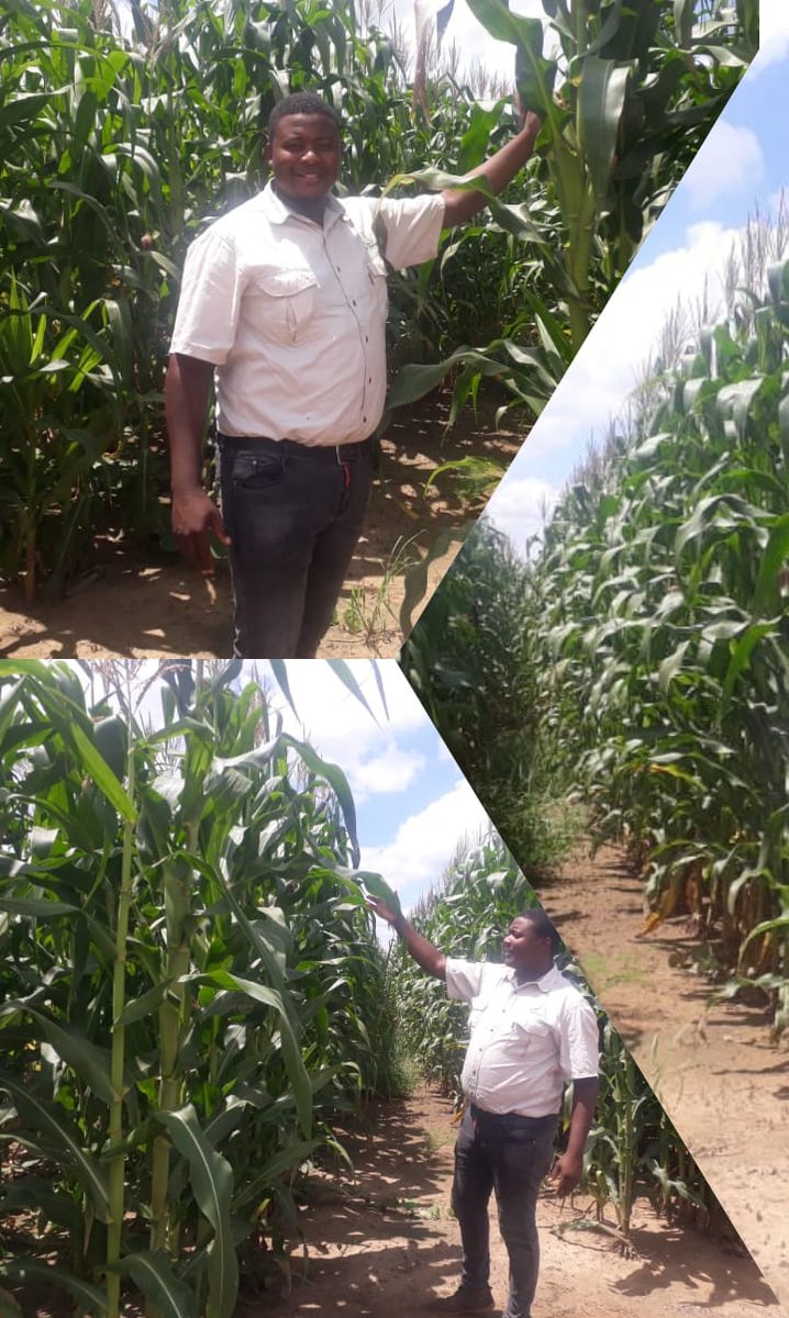 Thursday Afternoon Motivation at East Claire Farm Kwekwe. The wonders of ZFC Compound D and the downfall of weeds using ZFC Glyphosate, Ambush and Maricho. 50 hectares of maize yield growth loading. #HelpingYouGetABetterCrop