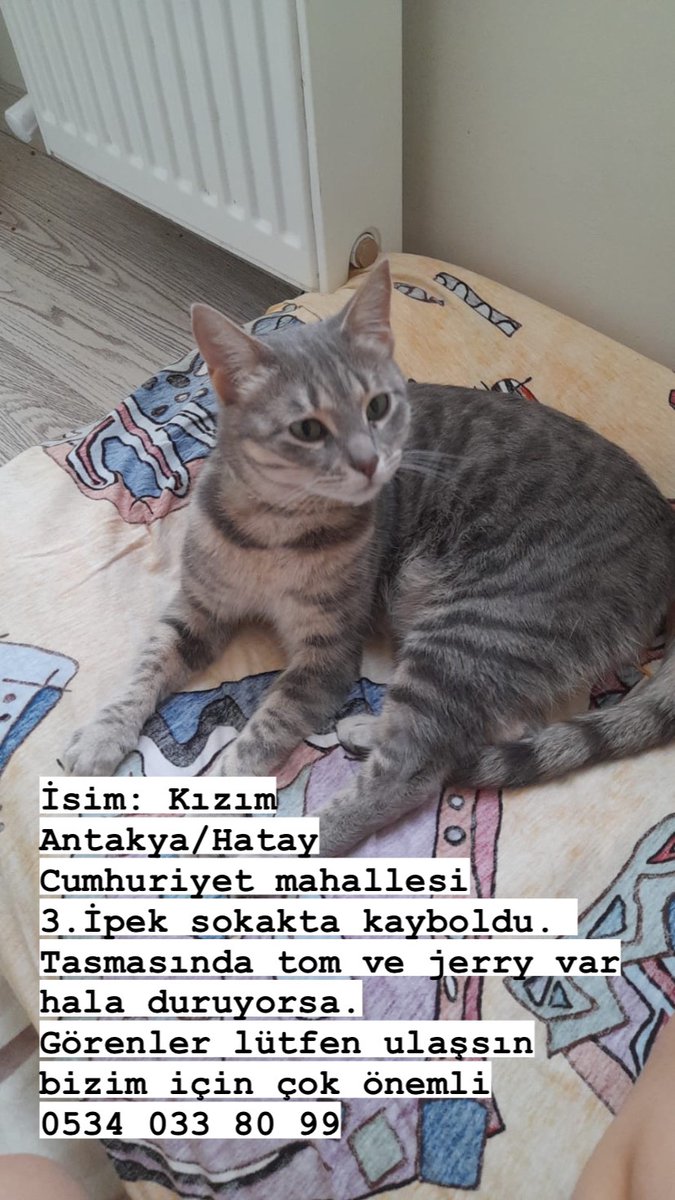sertbimerve's tweet photo. Çipi var. Bizim için çok çoook önemli bulunması. Lütfen bulursanız arayın. https://t.co/PnDF7xmhEC
