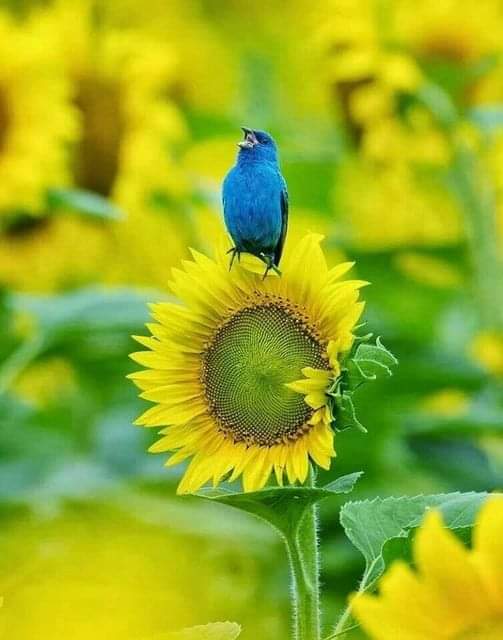 IzabelleCova's tweet photo. @vikasknirmal @AdelLion14 @saulastam @Hrishikesh_1409 @Titas37 @sushilpershad @SuzanneLepage1 @vascoromeo @Alexa17101614 @mary_veas1 @maype7 @shanti_flowers @1redroc @adnanserpen @Gulm54 @EndruVitak @a_zicc @jr1Gt30G3ijFvXh @lorimcneeartist @zyx29 @Marietta117 @Evelina_Firsowa @Lydia_Filatova @Alina__Mazina @Valeri_Panova @Irina_Ulisova @Yulia_Svetlova @SuvorovaValeri @Daria_Ladamina @Karina_Svetova @L_Roshchina @Karimova_Kris @ilona_gerolskay @Roza_Gord @math_007tutor @polina_lapidus @eoff_sylvia @interesn0vsem @karina_lando @TulipPenney @EmmanuelKaglan @Make_u2_happy @PardueSuzanne @smc_su @enriquillo2 @dct_ihjc @KarenBarryDavi1 @sywnps #goodmorning dear Vikas and dear friends ❤️💐🌻🐦

#enjoythursday 🎶🎵 https://t.co/2R2DbPdGcb
