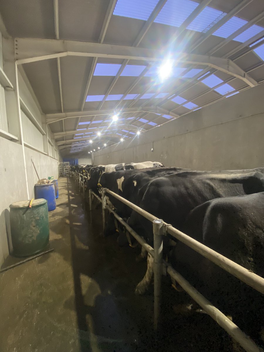 Lepto Booster this Morning 😅 <a href="/MSDAnimalHealth/">MSD Animal Health</a>