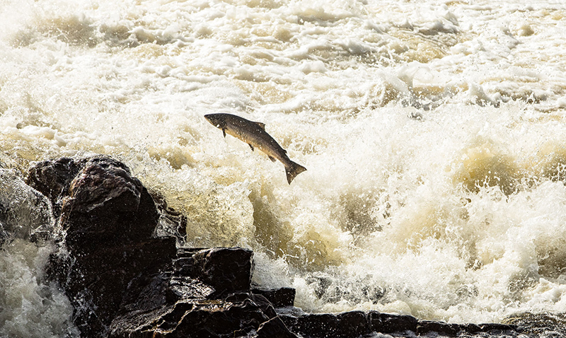 Eat The Equinox - With WildFish - Saturday 18th March - mailchi.mp/pythousekitche…