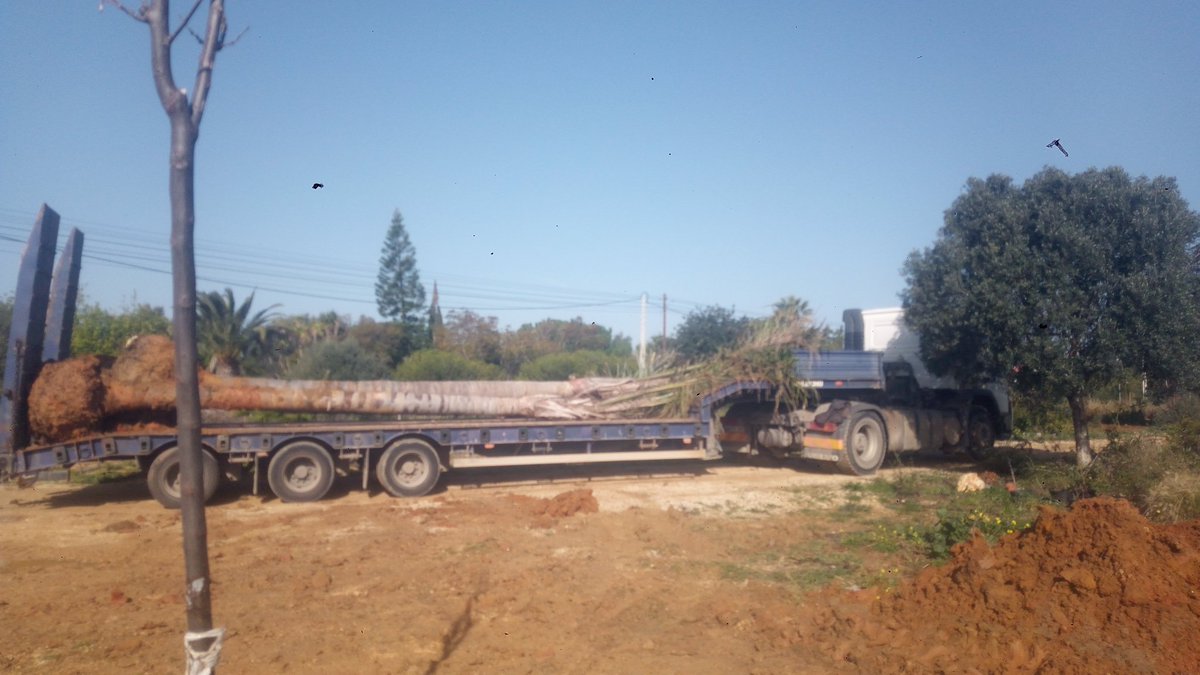 BenoitCsv's tweet image. Transport de palmiers pour une plantation prévue dans la journée