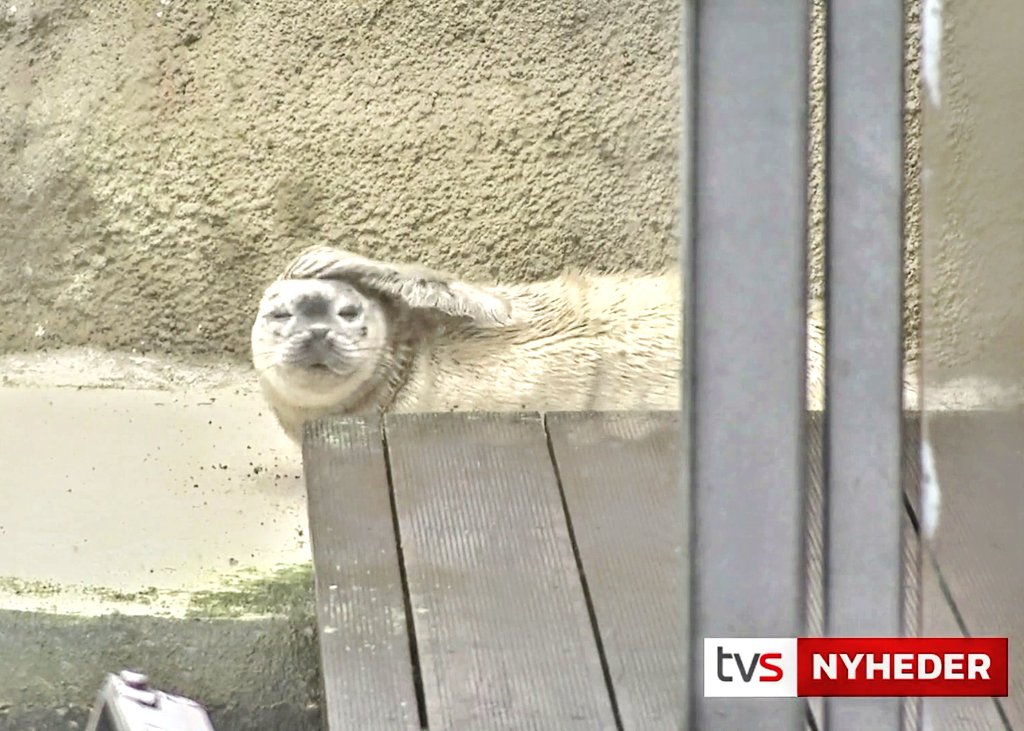 EmilieStepien's tweet photo. 7 days later and the #hybrid #harbourseal #greyseal is alive and well at Denmark's museum of the sea 🦭 Check out the videos -the news are in Danish, but the pictures says it all.
It seems like the #sealpup is nursing and interacting with mama #seal 🥳 🤞 https://t.co/TwmgA3JRof https://t.co/0ZTdHZjW2t