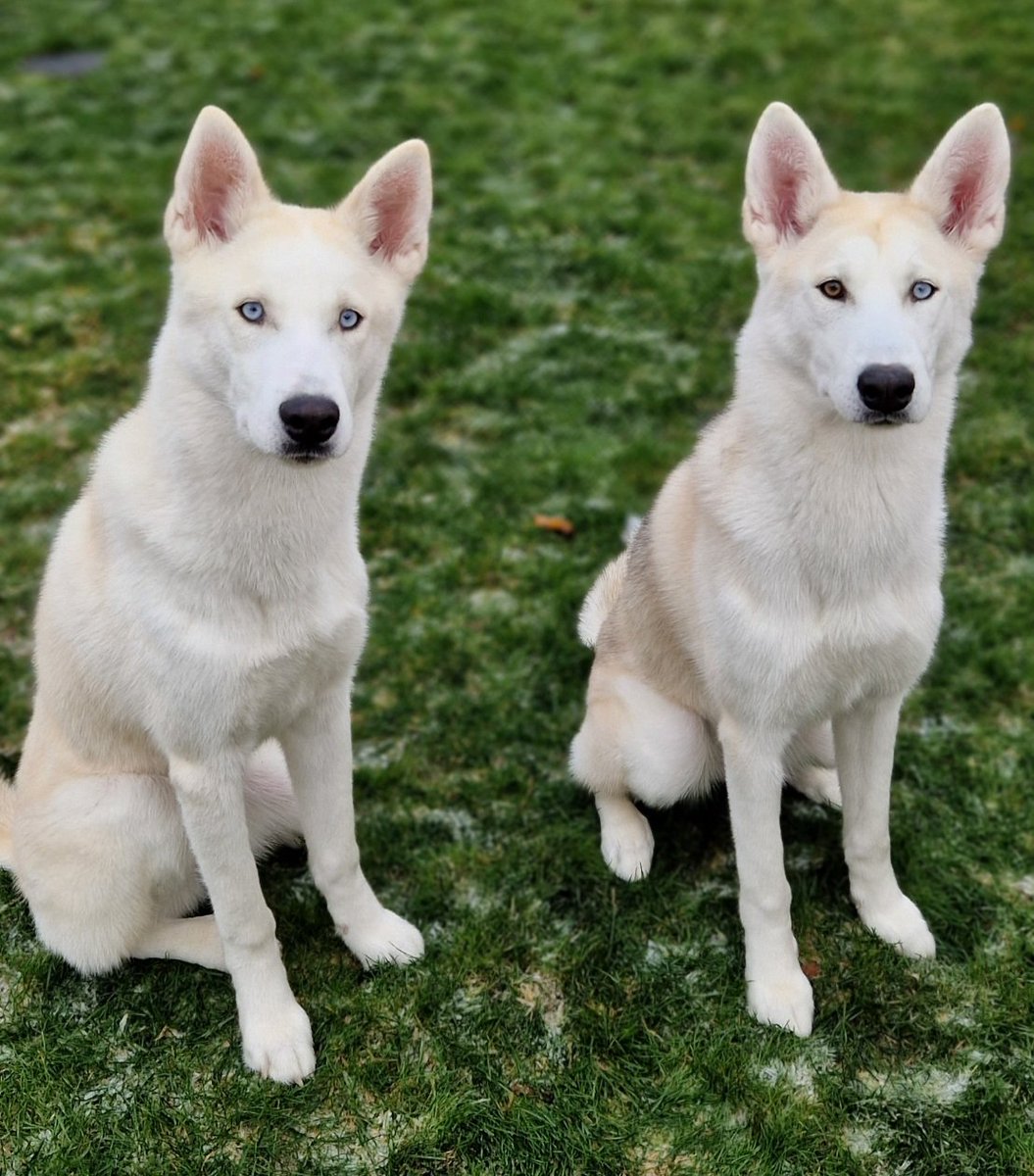 sammyann26's tweet photo. @thismorning My year old Siberian Huskies, brother and sister, Bailey and Luna 🩵🩷 https://t.co/O3GSvkqyxe