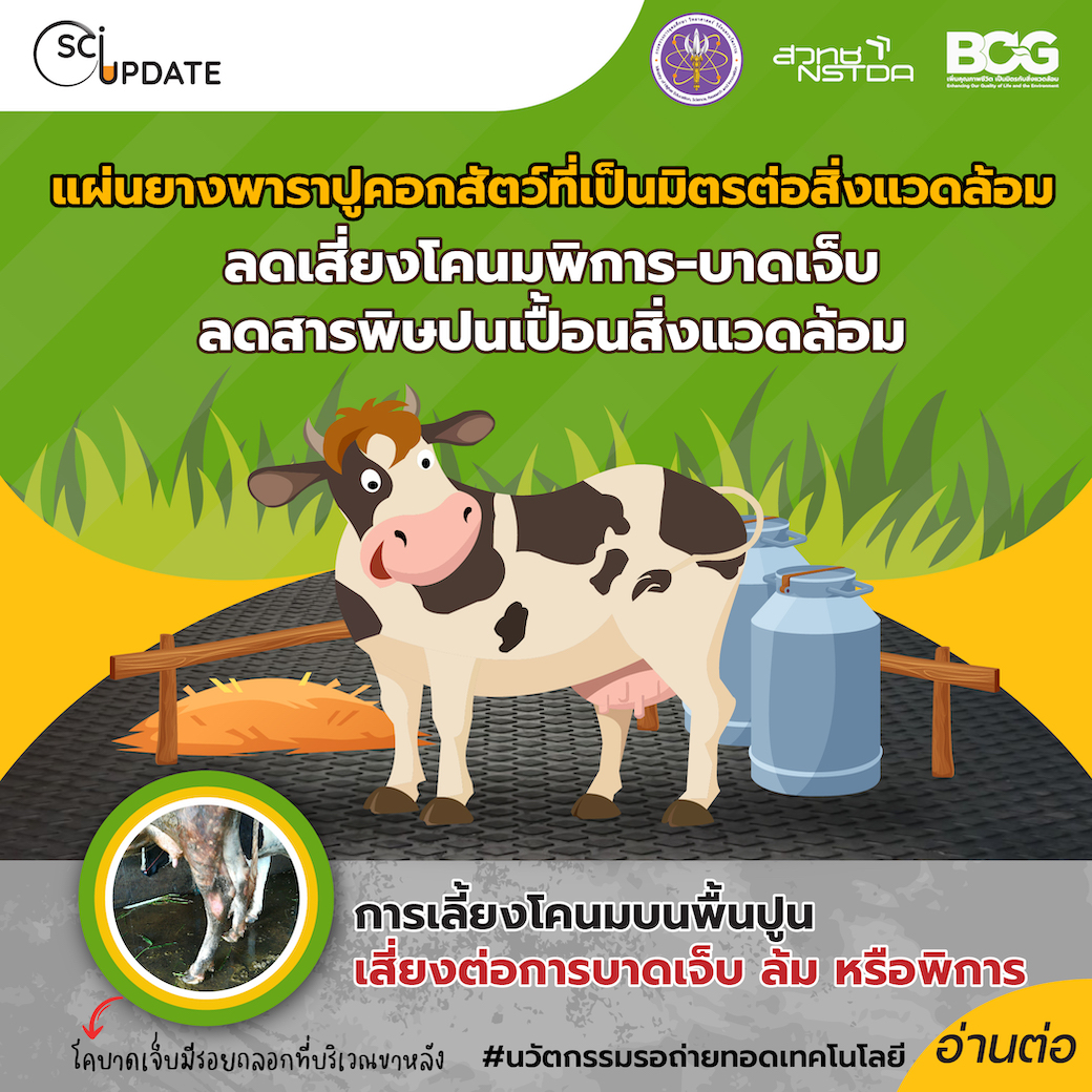 nstdathailand's tweet photo. "แผ่นยางพาราปูคอกสัตว์ที่เป็นมิตรต่อสิ่งแวดล้อม" 
ลดเสี่ยงโคนมพิการ-บาดเจ็บ ลดสารพิษปนเปื้อน

อ่านต่อได้ที่: https://t.co/BF81RsIyqs
.
#NSTDA #MTEC #BCG #ยางพารา #แผ่นยางปูพื้น #โคนม #เป็นมิตรต่อสิ่งแวดล้อม #รอถ่ายทอดเทคโนโลยี https://t.co/icv8NGU23G