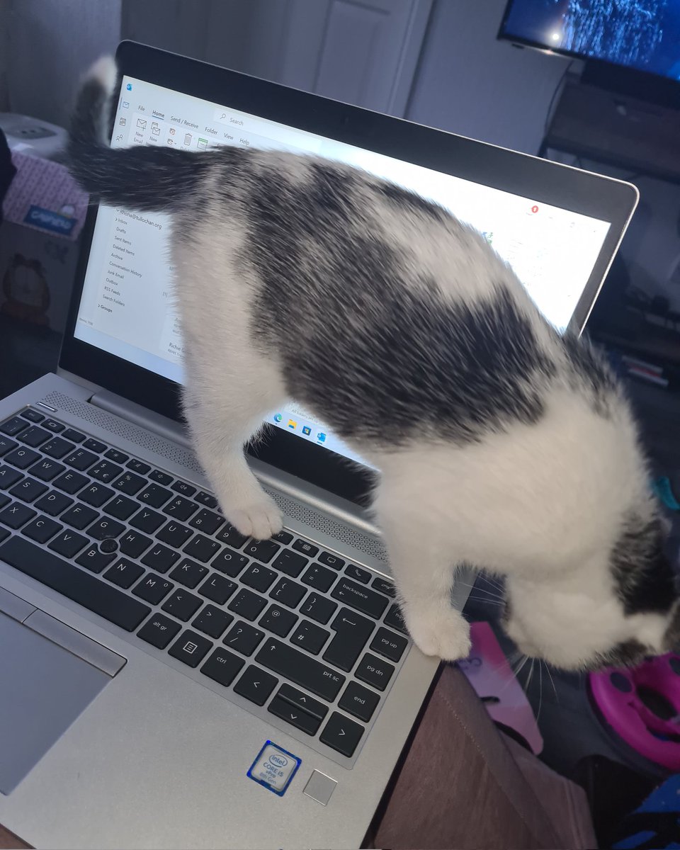 RhonaBoat's tweet image. I am very much glad to be back in the office today... wfh and a baby cat is no fun 😂 #sheiscutethough #CatsOfTwitter #wfhproblems