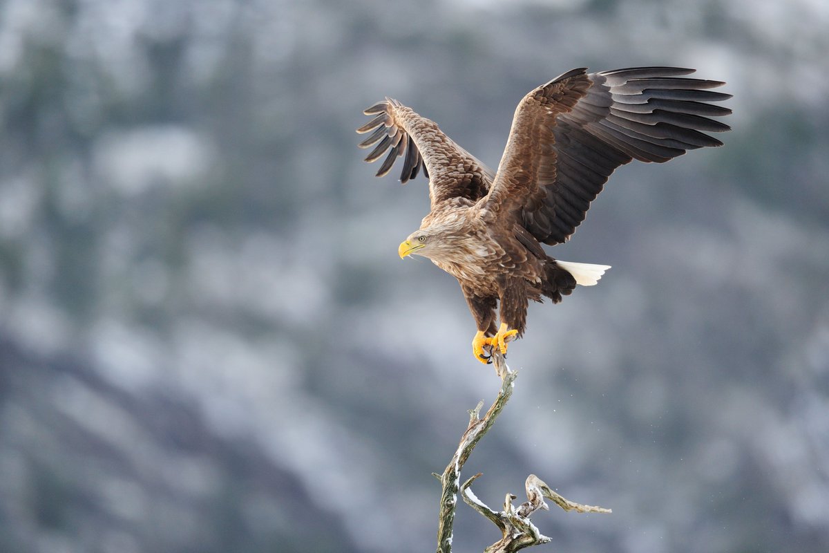 BirdLifeEurope's tweet photo. 🪹Have you ever seen a nest this big?🪹

This White-tailed Eagle nest in Slovakia is estimated to be 5-6 meters tall!

It was built by wintering eagles that spent the night there in 1999. In 2003, a pair of eagles moved in and have been nesting there ever since! 🦅🦅 https://t.co/vdVm9FS9Ts