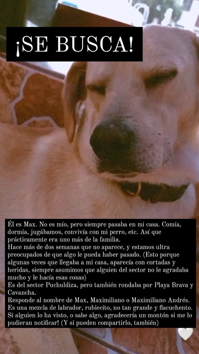 caampanitaa_'s tweet photo. Vuelvo a subir esto. Estamos muy mal, muchas veces tratamos de q se quedara con nosotros en casa, pero su espíritu libre lo impedía, le encantaba andar en la calle, muchas veces lo fuimos a buscar a la península o en cualquier lado dónde anduviera.
Si lo ve, porfa avisar #Iquique https://t.co/Cmgil4wglN