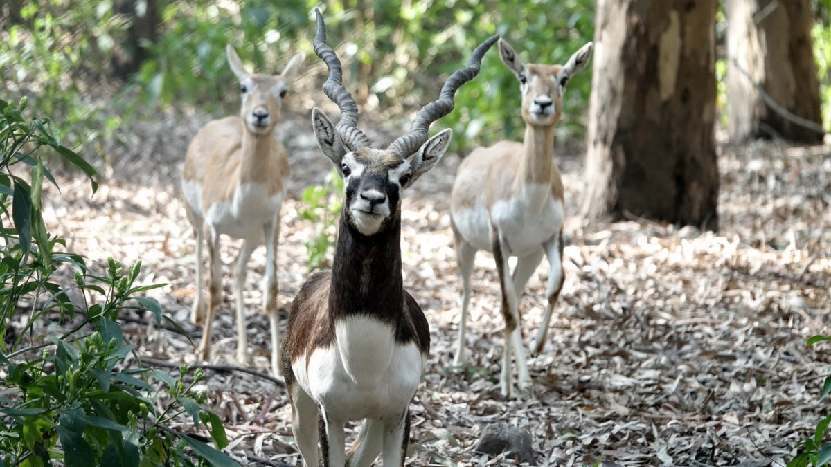 dfowlshimla's tweet photo. A warm welcome to new members of #Renuka Ji Mini Zoo family courtesy exchange with Chatbir zoo.
#chital #hogdeer #blackbuck https://t.co/5cb0aIlfIE