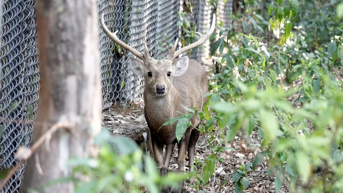 dfowlshimla's tweet photo. A warm welcome to new members of #Renuka Ji Mini Zoo family courtesy exchange with Chatbir zoo.
#chital #hogdeer #blackbuck https://t.co/5cb0aIlfIE