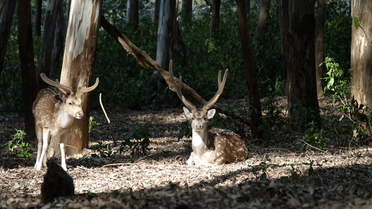 dfowlshimla's tweet photo. A warm welcome to new members of #Renuka Ji Mini Zoo family courtesy exchange with Chatbir zoo.
#chital #hogdeer #blackbuck https://t.co/5cb0aIlfIE
