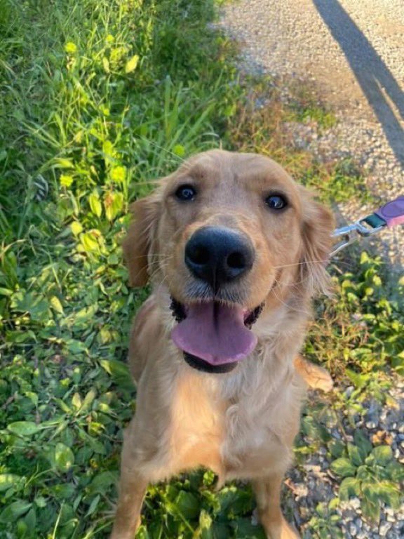 masum_gozler's tweet photo. PETSHOPTAN ALAN AİLESİ ONU İLK FIRSATTA TERK ETTİ. 6 AYDIR KAFESTE YAŞIYOR. ACİL ÖMÜRLÜK YUVA ARIYORUZ
DALAMAN MUĞLA
0531-939-7679
1 yasinda golden. Tuvalet eğitimi var Dişi kısır degil Kediyle yasiyordu kedilerle ve kopeklerle arasi cok iyi. asilari vs yaptirildi Dalaman Mugla🙏🏻 https://t.co/Ro23KxbJ2n
