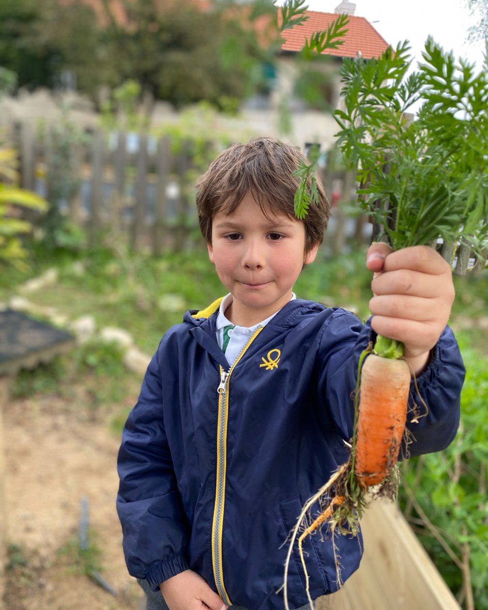 StJuliansPrim's tweet photo. We're so proud of our Y1 students. They finally got to taste the fruits of their labour as they harvested the lettuce and carrots they planted in November. The cheese, lettuce, and carrot sandwiches were a hit!
#StJuliansLisbon #StJuliansPrim #TheJoyOfLearning
@StJuliansSEED https://t.co/pUlyYQuVUO
