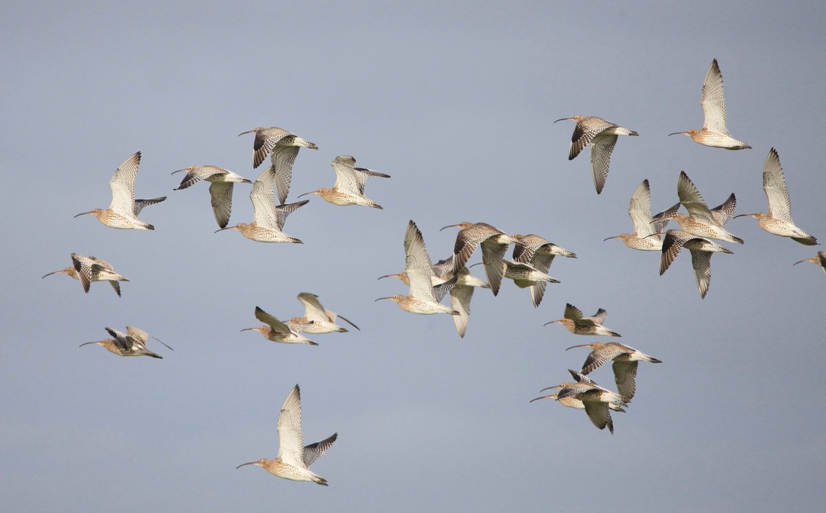 Spring is in the air and some of the Curlew are already thinking of heading back north to their breeding grounds. The ECHOES team is busy this month collecting as much tracking data as they can before our tagged birds start thinking about leaving our estuaries. #EUIrelandWales