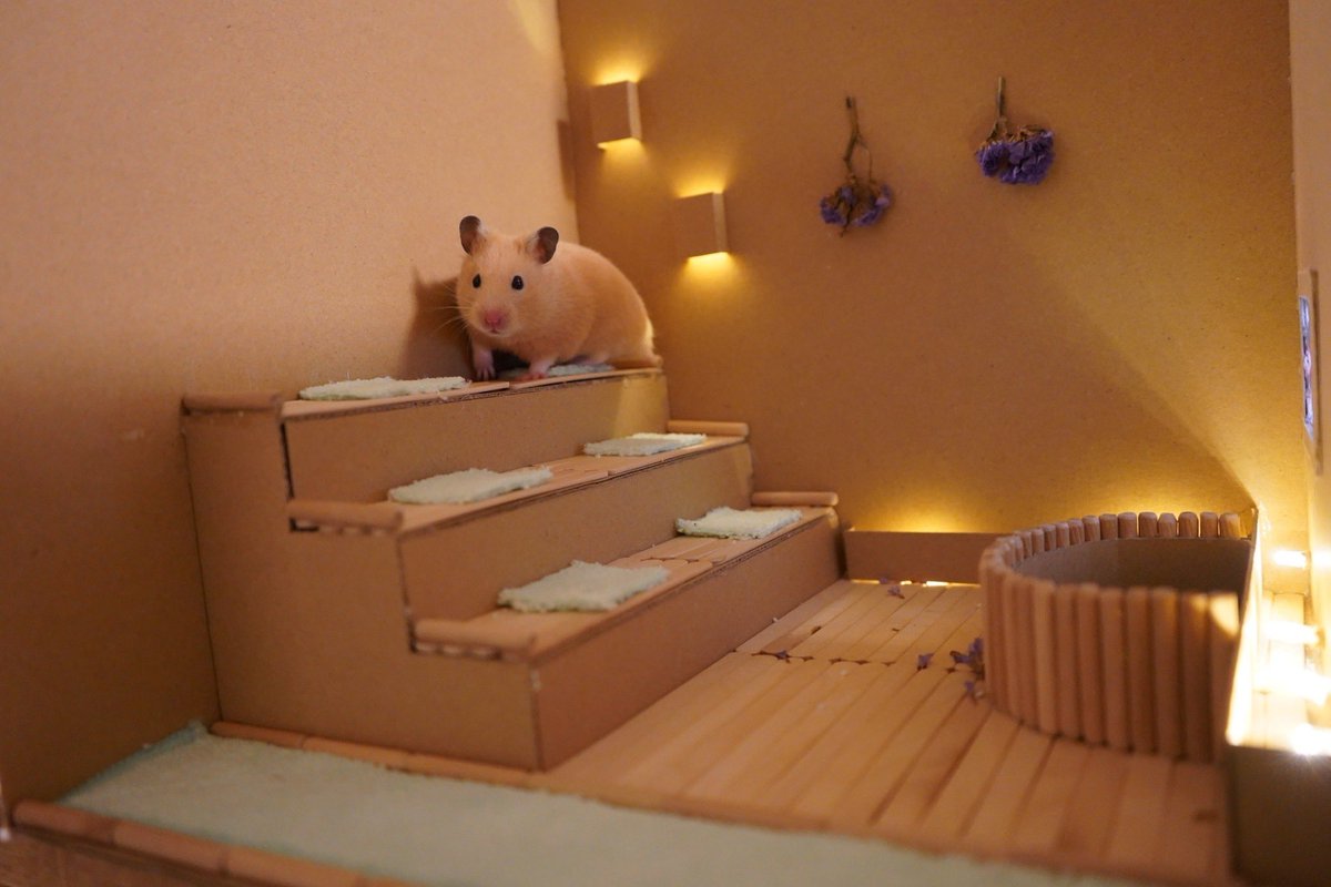 Im_hamster8686's tweet photo. 申し訳ございません！
今週は動画投稿お休みいたします！ https://t.co/vdHqWgpOXv