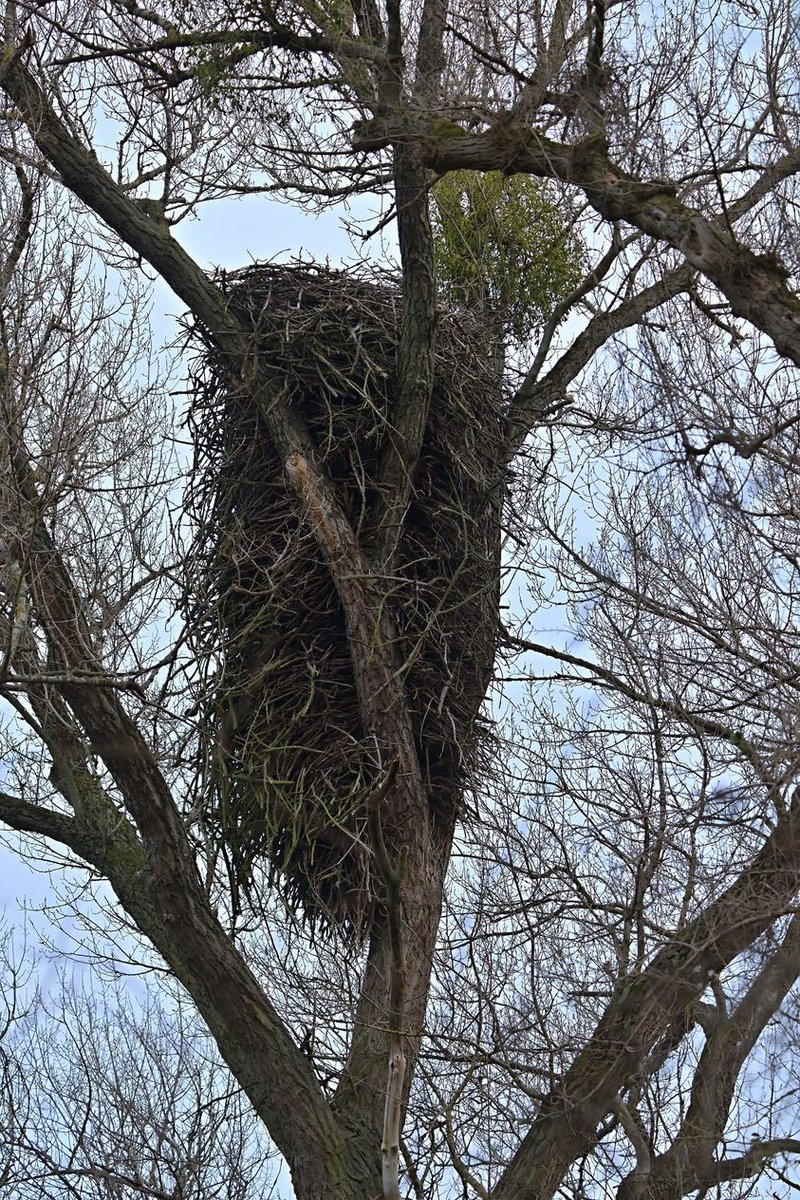 BirdLifeEurope's tweet photo. 🪹Have you ever seen a nest this big?🪹

This White-tailed Eagle nest in Slovakia is estimated to be 5-6 meters tall!

It was built by wintering eagles that spent the night there in 1999. In 2003, a pair of eagles moved in and have been nesting there ever since! 🦅🦅 https://t.co/vdVm9FS9Ts
