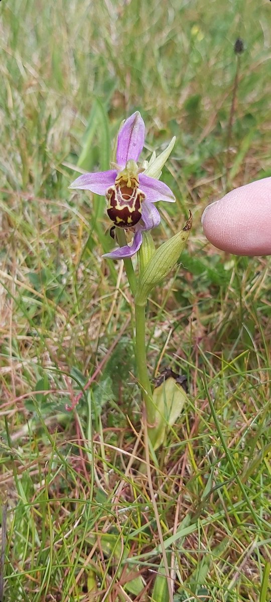 Interesting discussion today about "Gateway Wildlife" that hook us in to a great appreciation of the natural world.
Dolphins <a href="/DolfinID/">The Bailiwick DolFin Project</a> are a great example. As are charismatic birds like Barn Owls @julied1485
#chog what animals got you interested? 
#Guernsey #NatureLovers