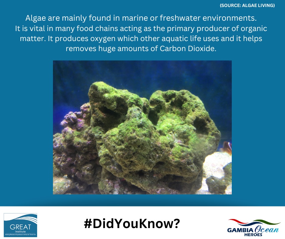 Did you know the importance of algae in our marine environments?

#greatgambia #GREATInstitute #rivergambia #conservation #marinescience  #biodiversity #ocean #marinebiology #algae