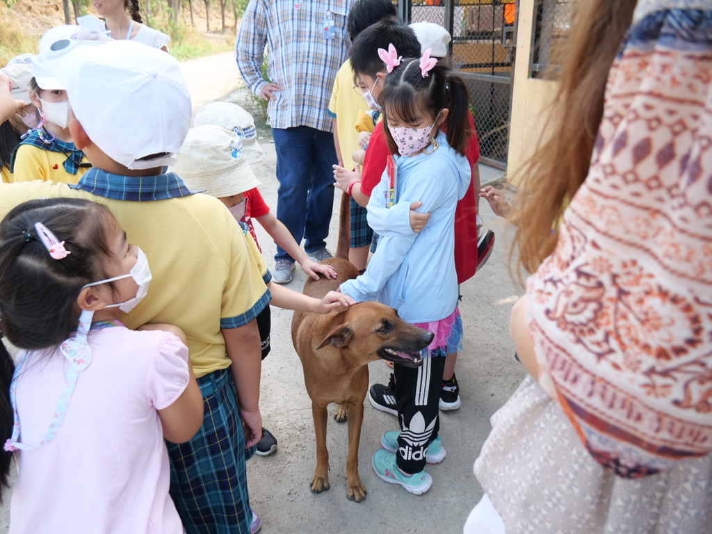 TMTRD - The Man That Rescues Dogs Foundation tweet media