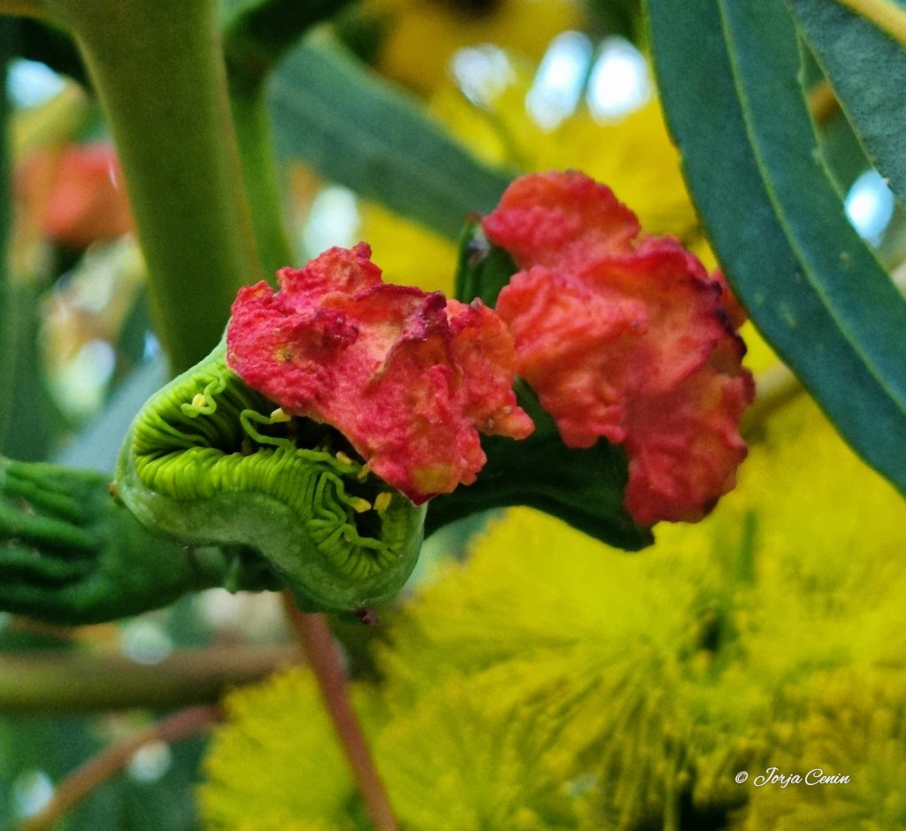 Love the colours of the Eucalyptus erythrocorys ❤️💚💛 #LoveAGum #wildflowerhour #beautiful #flower