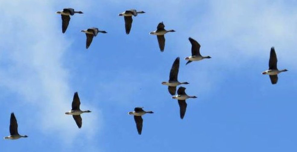 KBlumberga's tweet image. Gaisā virmo TĀS skaņas, kad zosis atgriežas. 
#pavasaris
Foto - Vija Vāvere