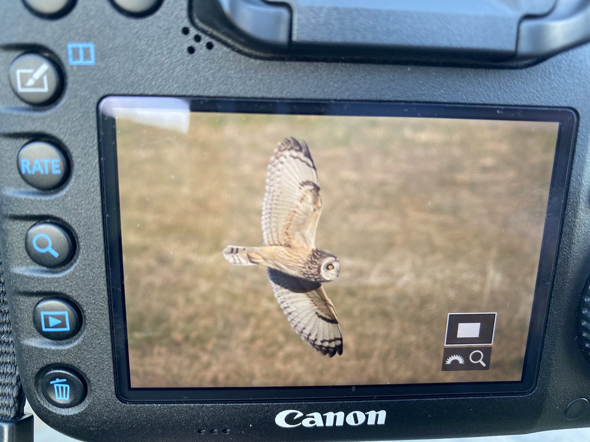 NNT_birder's tweet photo. 久々鳥見！
撮れ高デカすぎる🦉 https://t.co/3P17vCNUTI