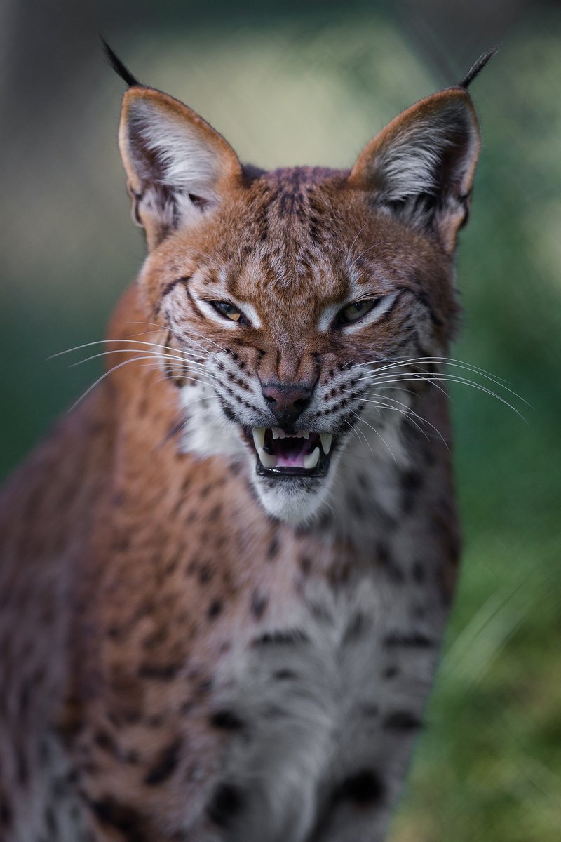 HourlyLynxes presents: