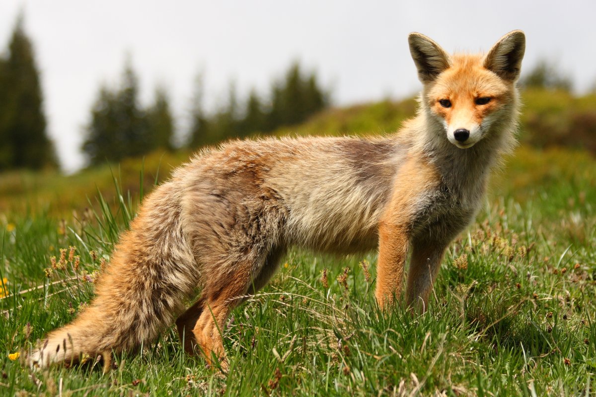 hourlyfoxes's tweet photo. HourlyFoxes presents: https://t.co/4HCrjrEIts