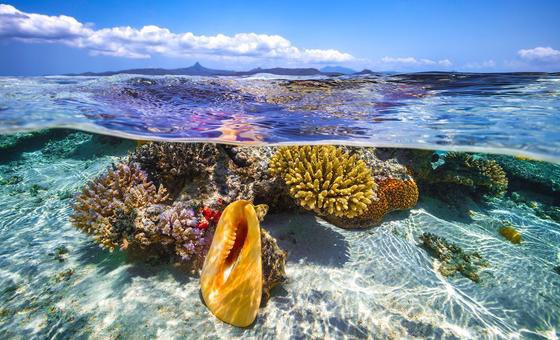 Corals 4 Conservation tweet media