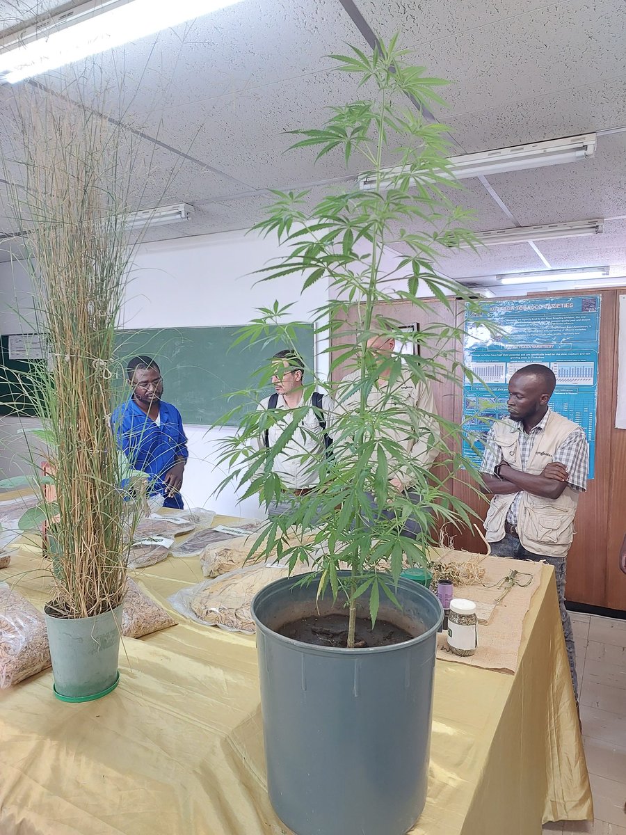 KutsagaResearch's tweet photo. Dr @KumbiraiMateva of @KutsagaResearch showcase #cannabis #Hemp by-products a game changer in #economicdevelopment #kitchenboards #brickmaking #grain #fibre #clothing #pharmaceuticals #oils etc @ZimTradeAlerts @SyngentaZW @basera_john @frank_magama @MoLAFWRD_Zim @agribusiness110 https://t.co/t23brve0s7