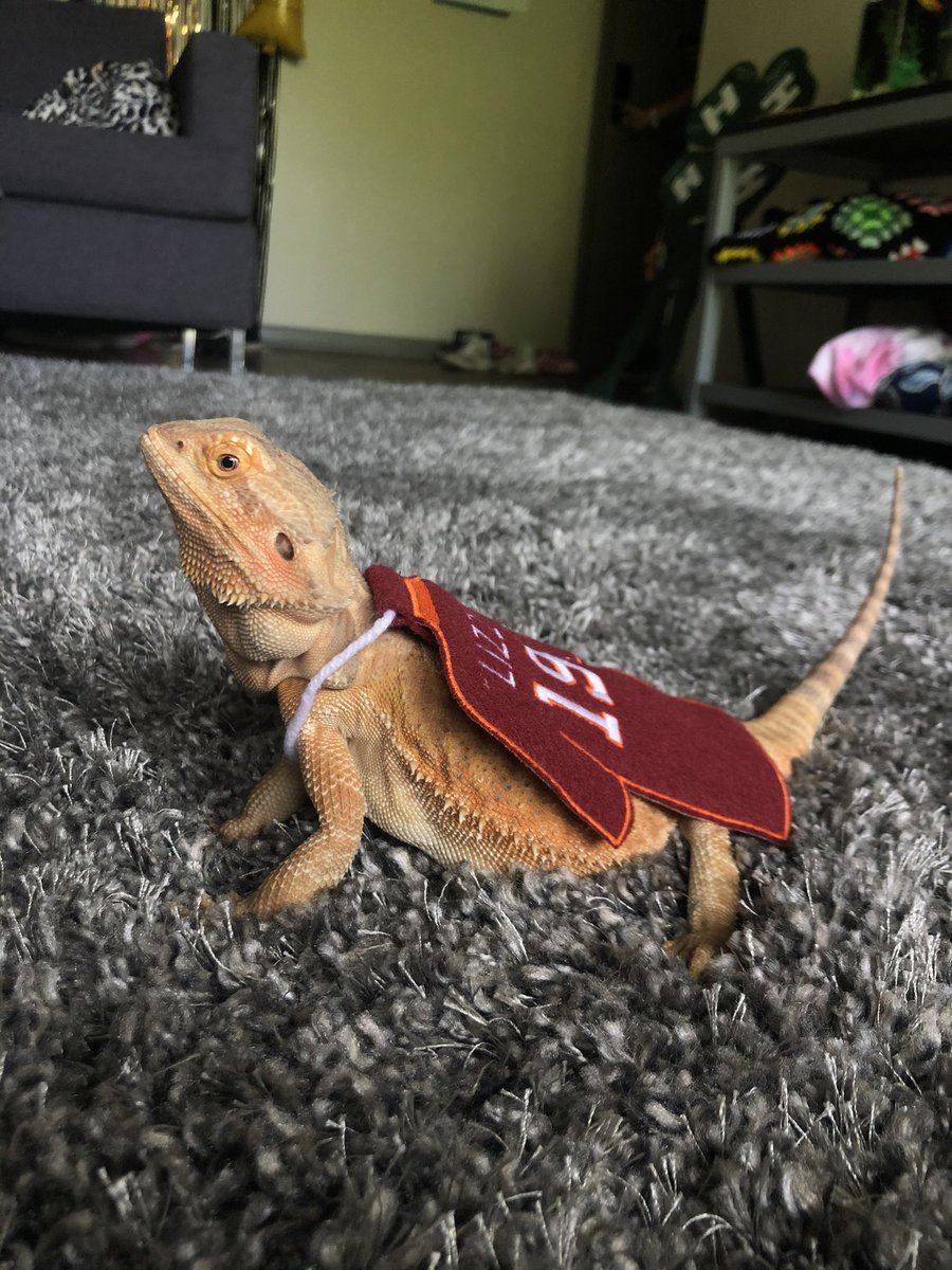 stephani3anne's tweet photo. Lizzo loves to cheer on the Hokies! #VTGivingDay #HokiePets https://t.co/ycotdFYswy