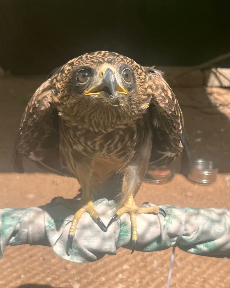 HCLHarit's tweet photo. #HCLFoundation in partnership with @awcs_org is working on Responsible Kite Flying campaign in Hyderabad. Last month alone 120 birds have been saved through this in addition to awareness for public &amp; street vendors. Picture 1 shows injured Black kite under care at AWCS centre. https://t.co/7u5g4K16Ih