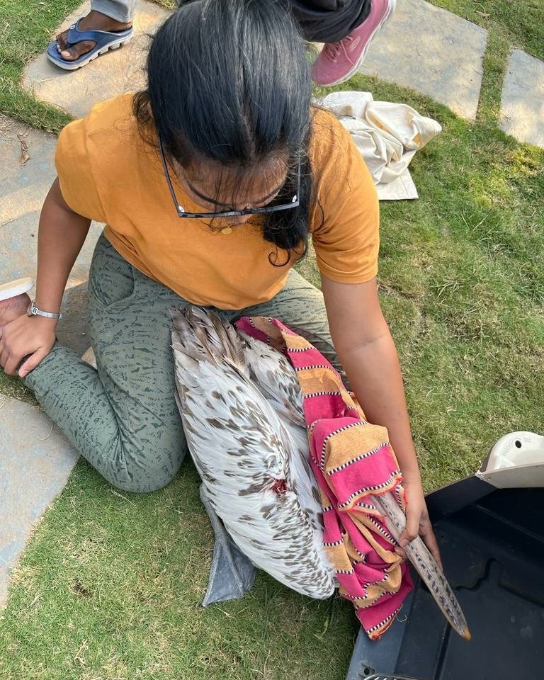 HCLHarit's tweet photo. Picture 2 and 3 below show an injured pelican and a purple swamphen rescued by AWCS team. 

 #hclharit #birds #conservation #sustainblekiteflying #environment https://t.co/vgaQYCliBV