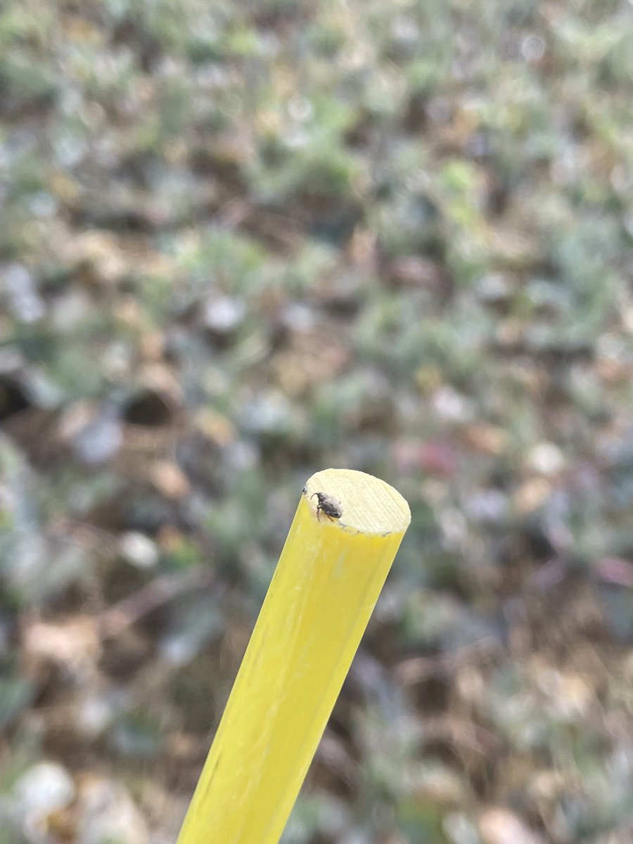 Tom Legros tweet media