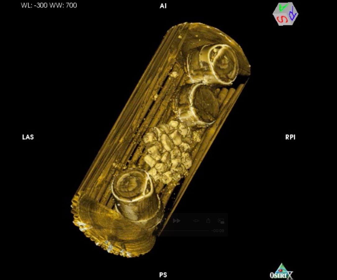 (1/6) A #Berlin research team used computer tomography to reconstruct the contents of 40 unopened bamboo corsets and six crates from the #Tendaguru expeditions – relevant with regard to paleontological research and conservation as well as their colonial context. Thread. 🧵