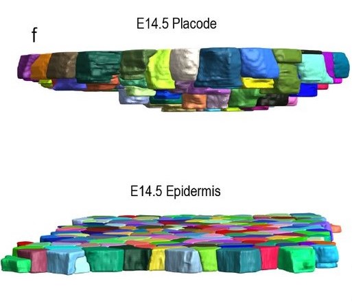 preLights's tweet photo. It takes two to tango! 

Coordinated mechanical contributions from epithelium &amp; dermal fibroblasts help break symmetry for downgrowth &amp; fate patterns.

@NandiSudeepa covers recent #preprint @Clem_Villeneuve et al. (@WickstromLab &amp; @ManningResearch lab).

👉https://t.co/rfikTjlhnr https://t.co/lDt0BXpsZj