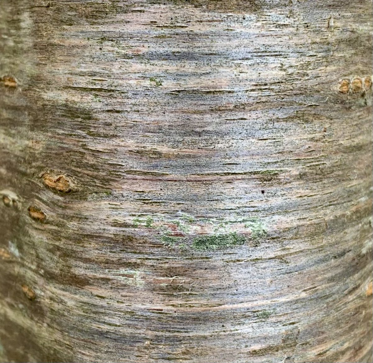 jamesgilbertmr's tweet photo. To dwell on small details: beautiful birch bark. https://t.co/OWzfACBkZO