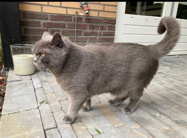 GeerinckValerie's tweet photo. Wij zijn onze lieve kat Jack kwijt sinds 28 januari. Help jij ons mee zoeken? Omgeving Rotterdam, Prinsenland, Capelle aan den Ijssel/ Fascinatio.  

Hapje uit rechter oor. Grote kater. Hij is schuw, neem contact op als je hem ziet! stuur video jackvermist@gmail.com

#vermist https://t.co/85EHfmdYSd