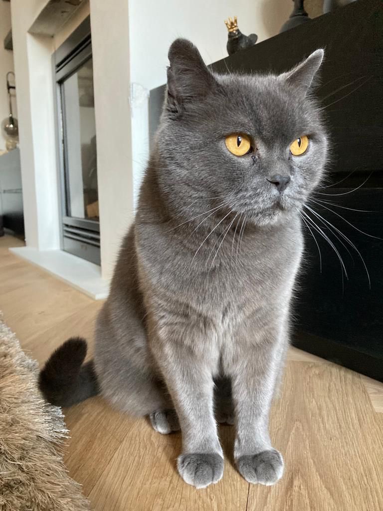 GeerinckValerie's tweet photo. Wij zijn onze lieve kat Jack kwijt sinds 28 januari. Help jij ons mee zoeken? Omgeving Rotterdam, Prinsenland, Capelle aan den Ijssel/ Fascinatio.  

Hapje uit rechter oor. Grote kater. Hij is schuw, neem contact op als je hem ziet! stuur video jackvermist@gmail.com

#vermist https://t.co/85EHfmdYSd