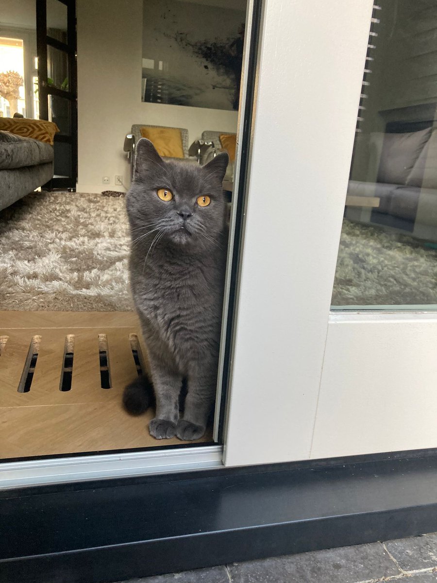 GeerinckValerie's tweet photo. Wij zijn onze lieve kat Jack kwijt sinds 28 januari. Help jij ons mee zoeken? Omgeving Rotterdam, Prinsenland, Capelle aan den Ijssel/ Fascinatio.  

Hapje uit rechter oor. Grote kater. Hij is schuw, neem contact op als je hem ziet! stuur video jackvermist@gmail.com

#vermist https://t.co/85EHfmdYSd