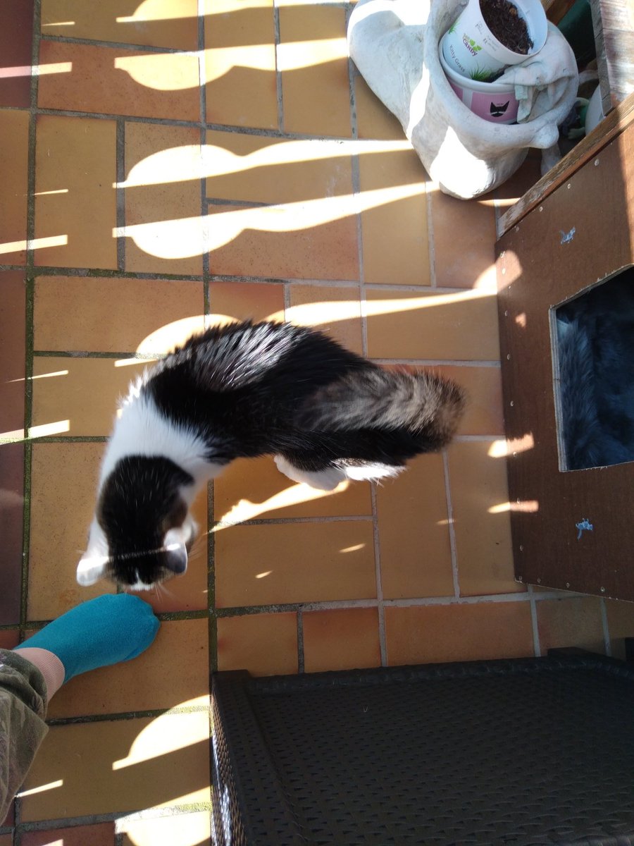 CarolaBetz's tweet photo. Dosiiiiii , deiiine Pfotiiiiis 🐾🐾 stinken , meiiiint meiiine #Amyyy ♥️😹🐈⬛ https://t.co/SUlulohuOh