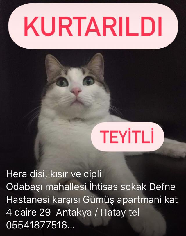 Badiko_'s tweet photo. Ağzını burnunu yediğim bu küçük hanım da kurtarıldı ❤️ https://t.co/iJyb4ZMId6