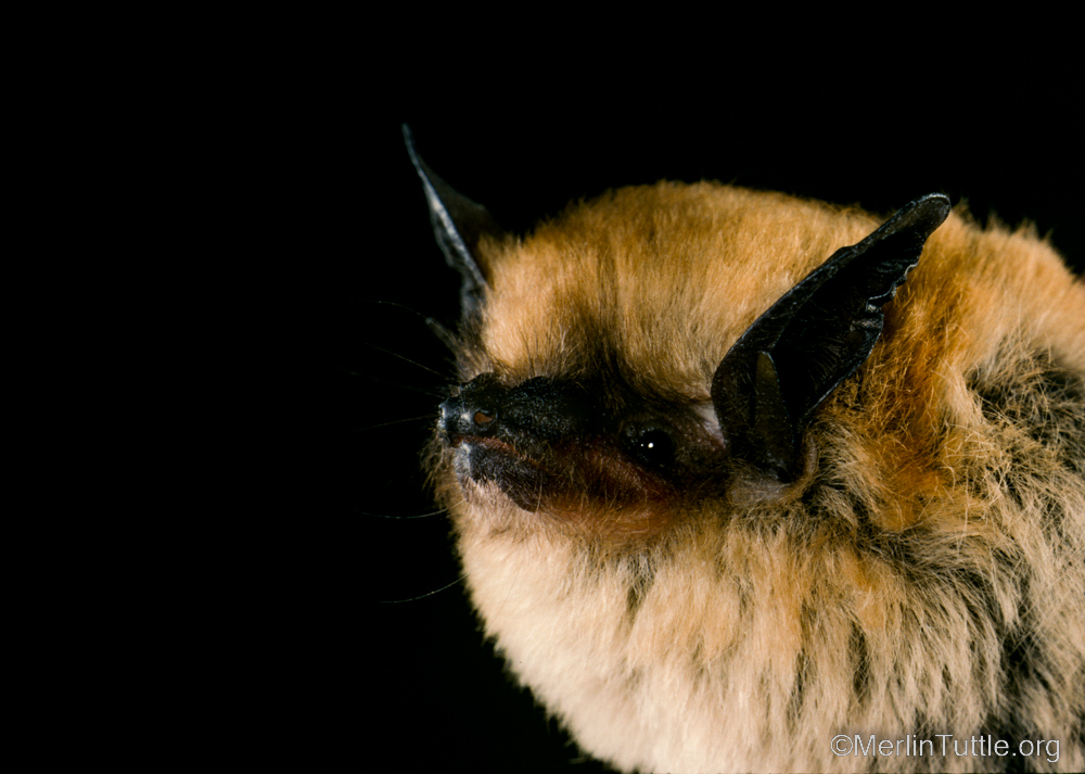 Name this bat! ✨ okay, it’s a California myotis (Myotis californicus) but what should their name be? Their faces and ears are dark like this to camouflage them while roosting in rock crevices. 🥹 #batsarecool #thanksbetobats #helpingbatshelpspeople