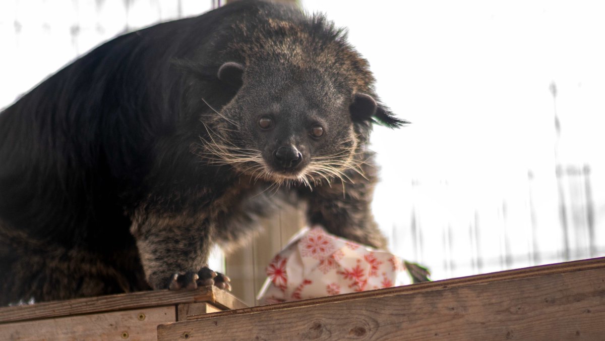 Join us in wishing Baloo #Binturong a very Happy 10th Birthday! We are so happy to be residence to such a cheeky bint 🐾 

animalparknc.org/events/wildhea…

#wxii #wfmy #wral #visitnc #durhamnc #raleighnc #greensboronc #alamancenc #nc #nctriad #danvilleva #animals #zoo #nctriangle #rtp