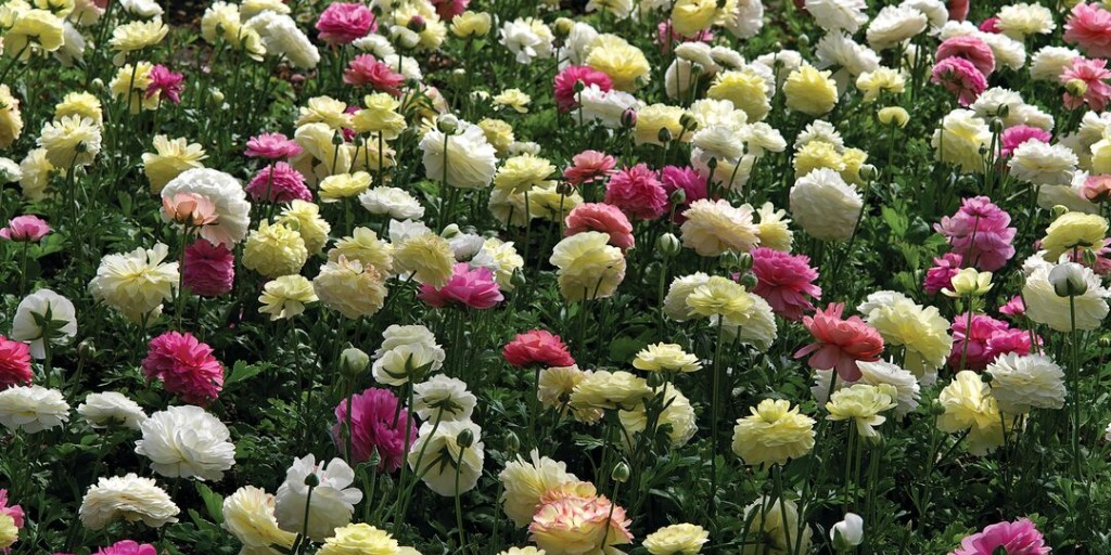 Syngenta_BNL's tweet photo. De #ranonkel is een echte sunlover en staat het liefst in de volle zon! #flowerofthemonth https://t.co/6pgdNxFuQQ