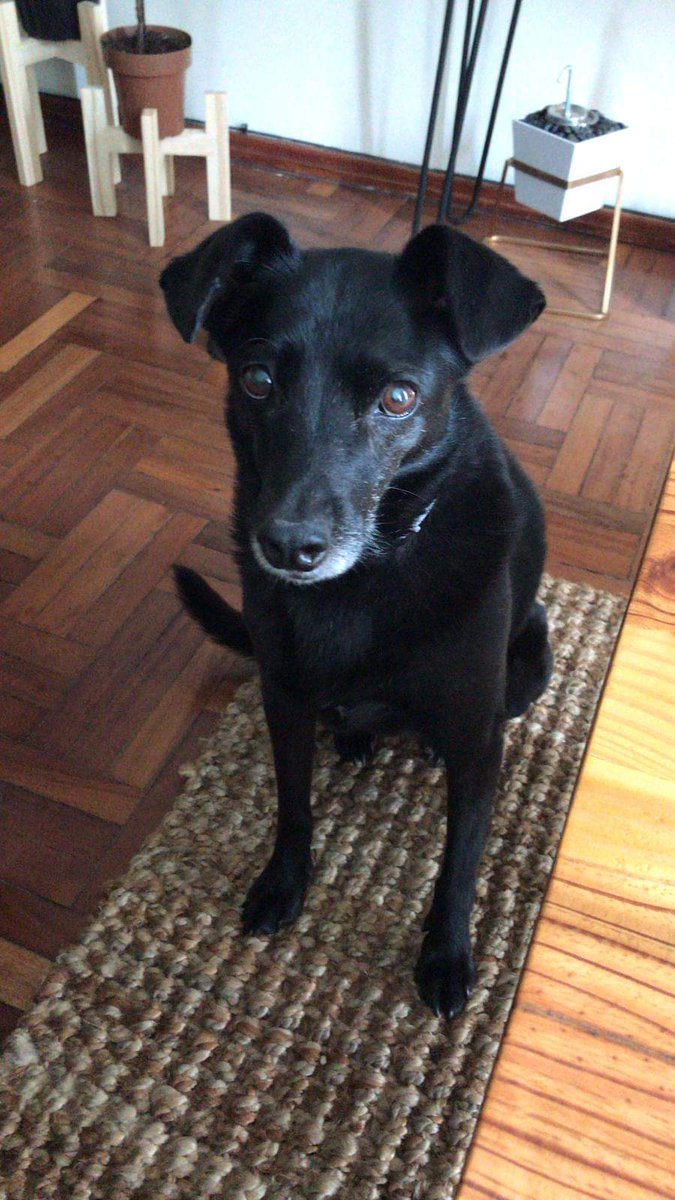 MatuNogueira's tweet photo. Se busca! Pocitos y alrededores. Contacto 092907394. Gracias por retwitear. https://t.co/ulzc9dD1FP